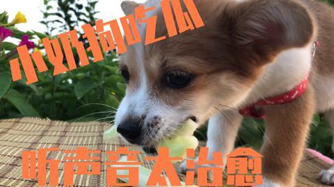 娱乐吃瓜菌小狗视频下载,揭秘小狗视频下载背后的秘密 第1张 娱乐吃瓜菌小狗视频下载,揭秘小狗视频下载背后的秘密 第1张